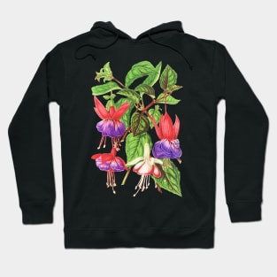 Fuchsia flowers - botanical illustration Hoodie